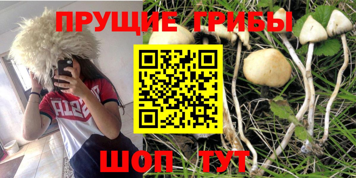 Галлюциногенные грибы Psilocybine cubensis Реутов